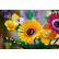 LEGO Icons Botanical Букет диви цветя - Конструктор