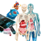 CLEMENTONI - Science Play Супер анатомия Продукт CLEMENTONI - Science Play Супер анатомия - 6 - BG Hlapeta