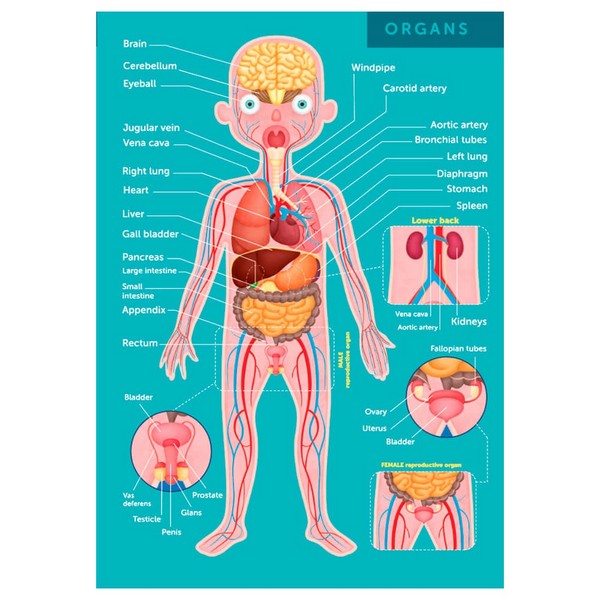Продукт Eurekakids Човешкото тяло - Образователен пъзел, 100 части - 0 - BG Hlapeta