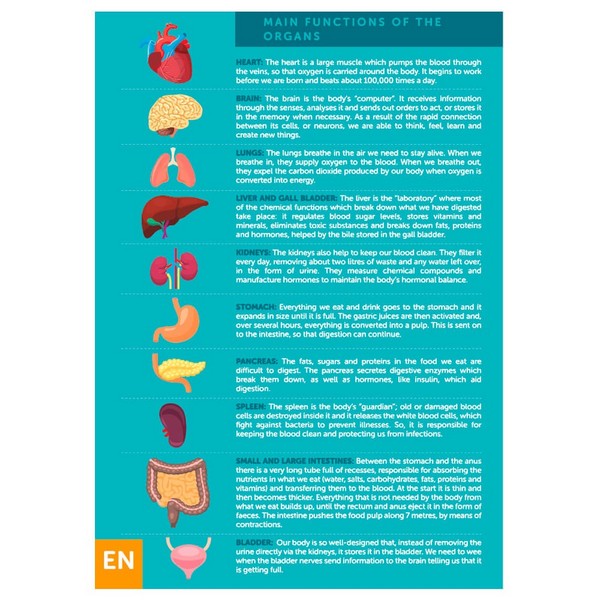 Продукт Eurekakids Човешкото тяло - Образователен пъзел, 100 части - 0 - BG Hlapeta