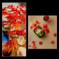 LEGO Botanicals Бонзай Червен японски клен - Конструктор Продукт LEGO Botanicals Бонзай Червен японски клен - Конструктор - 2 - BG Hlapeta