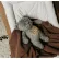 MOONIE ORGANIC МЕЧО - Приятелче за спокоен сън от органичен памук с нощна лампа и успокояващи звуци 6
